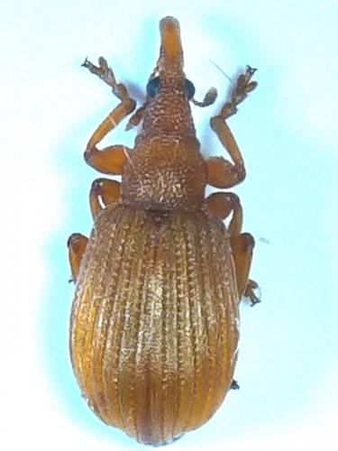 Réf. 236 675 : Apion frumentarium